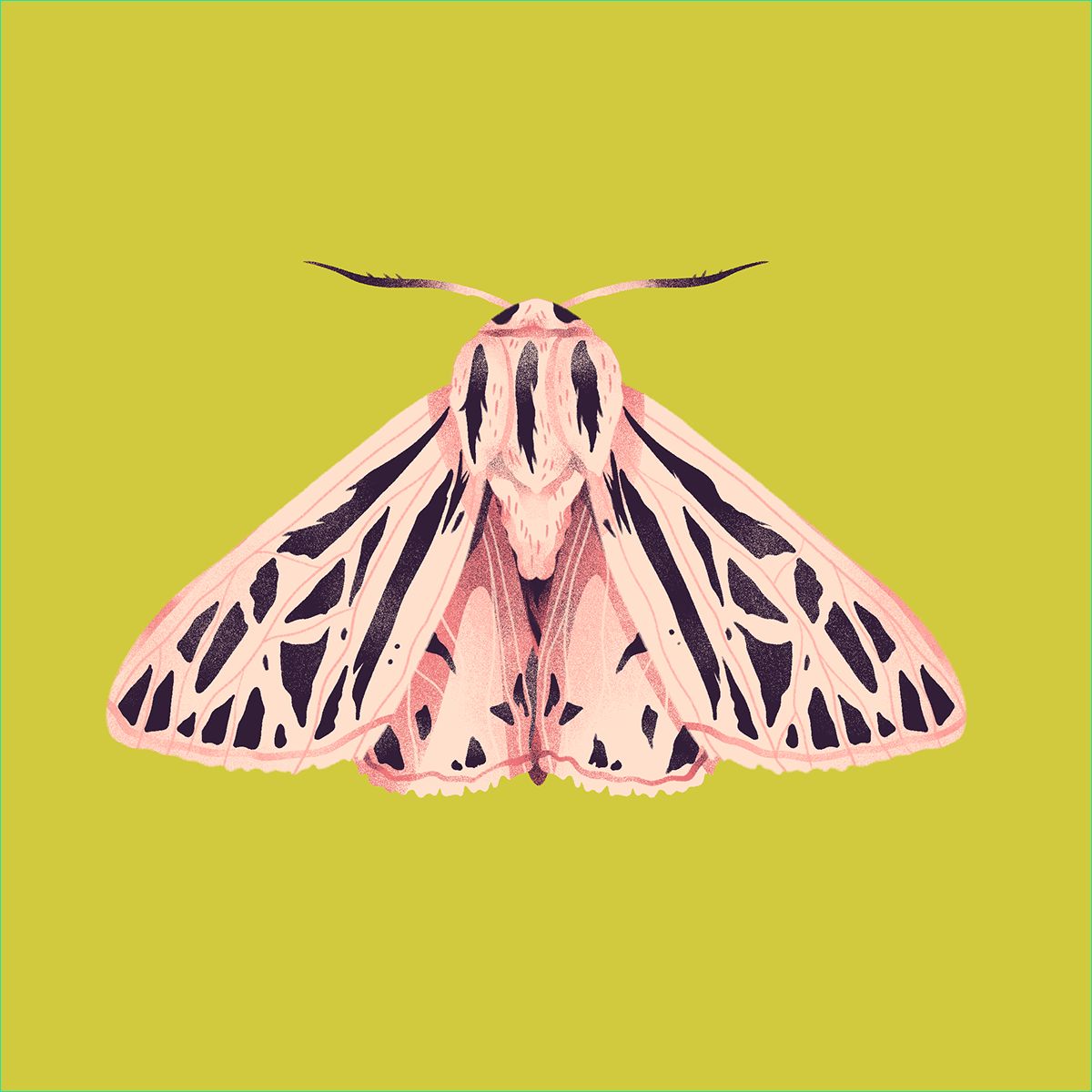 les dessins de papillons de nuit colores de jelena hallmann haeschke