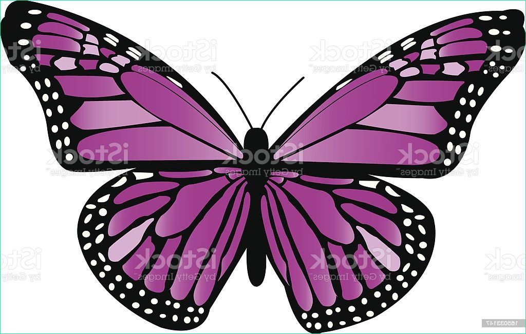 purple monarch butterfly gm