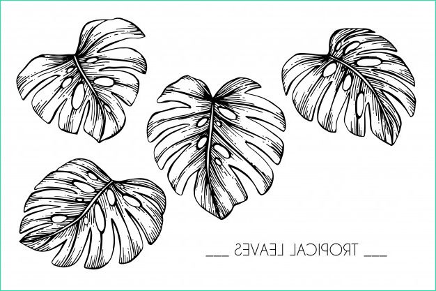 ensemble collection feuilles tropicales dessin illustration