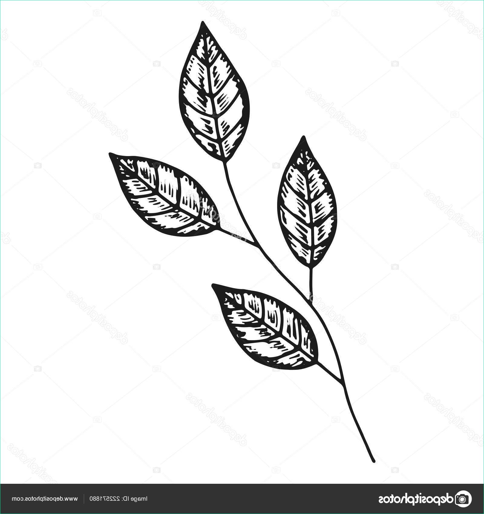 stock illustration leaves branch hand drawing isolated