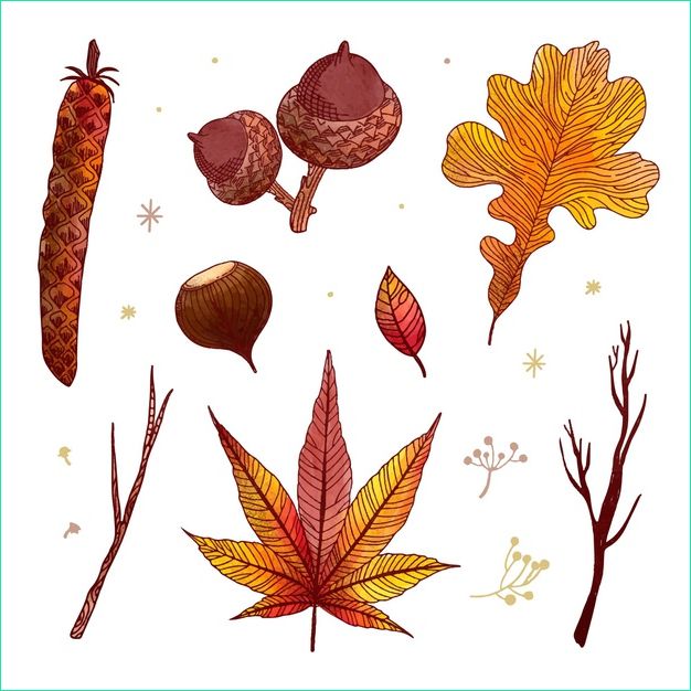 dessin feuilles foret automne