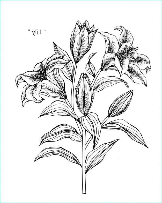fleur de lys dessin noir et blanc