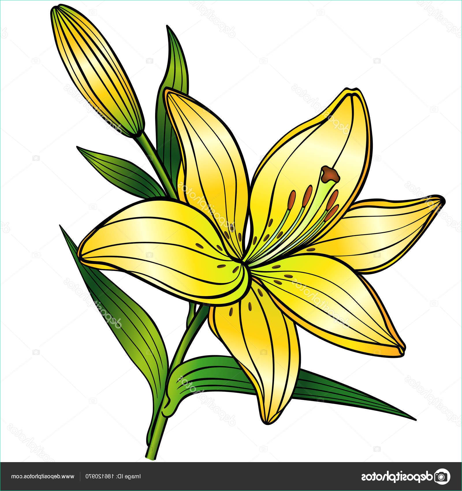 stock illustration yellow lily flower bud linear
