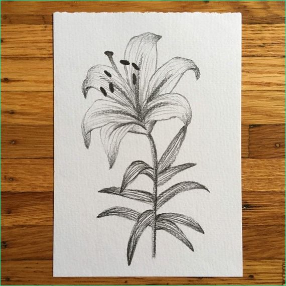 lily drawing lily print botanical art