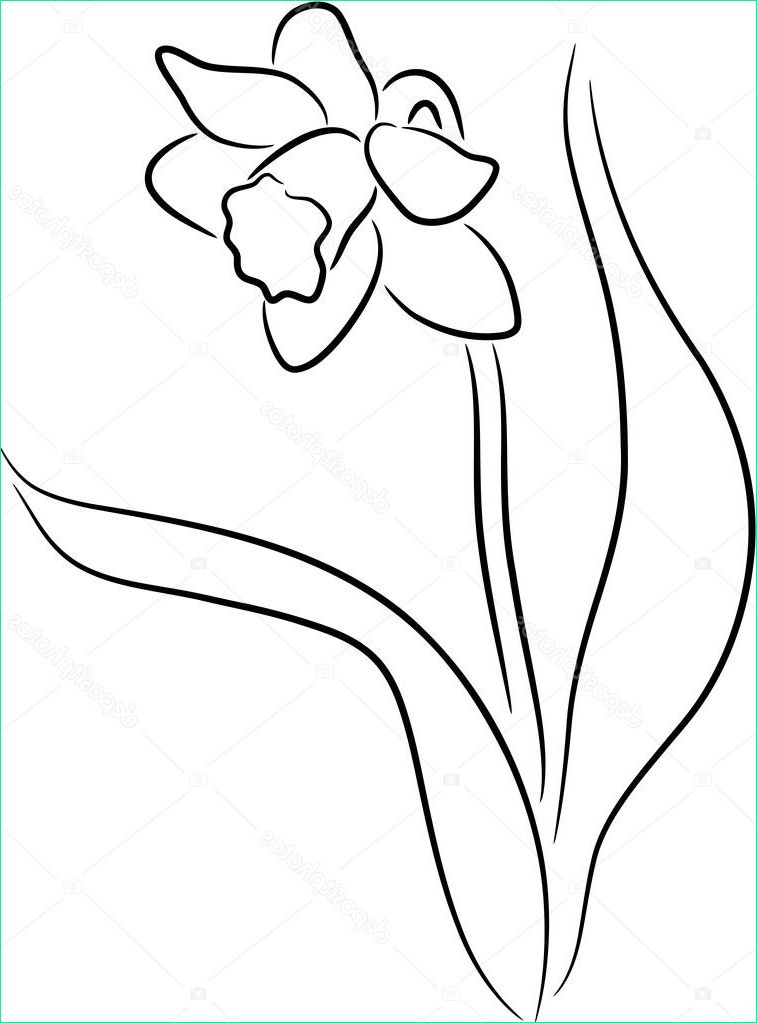 narcissus stock vector tallisman a dessin jonquille fleur