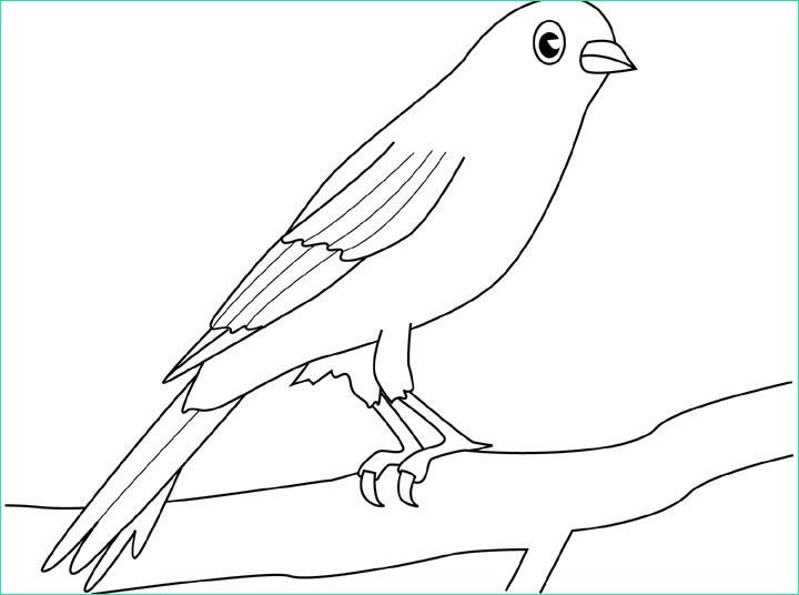 Un uccello Canarino su un ramo disegno da colorare gratis