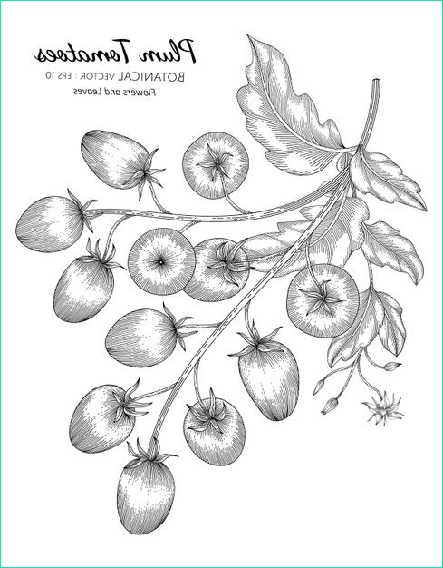 illustration botanique dessinee main tomate prune dessin au trait fond blanc