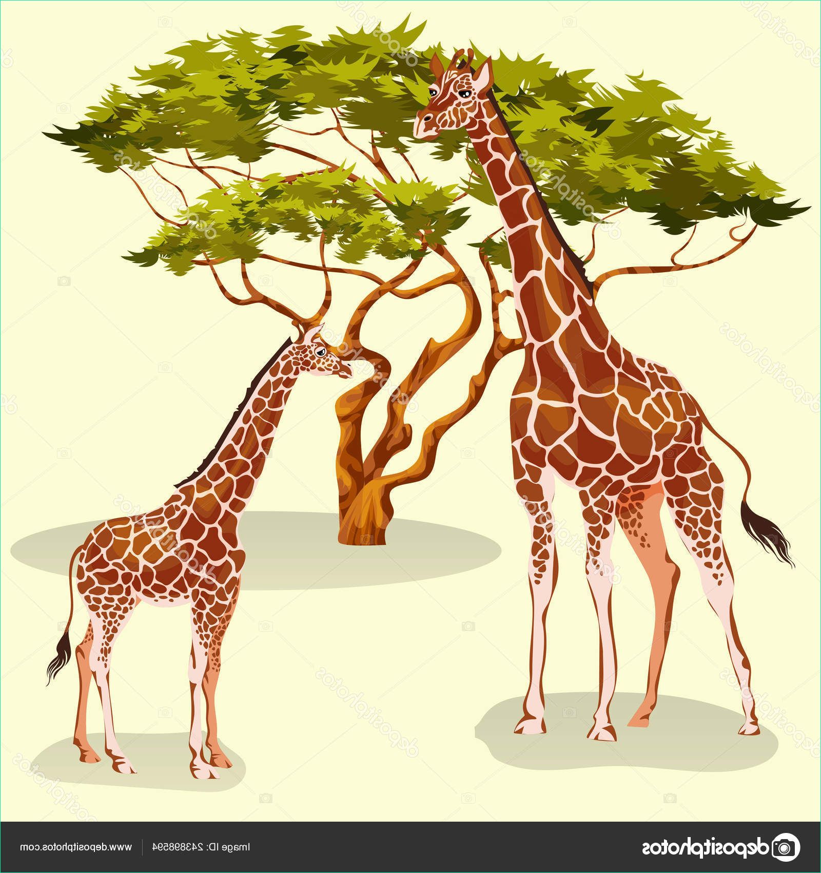 stock illustration cartoon giraffes eating foliage of