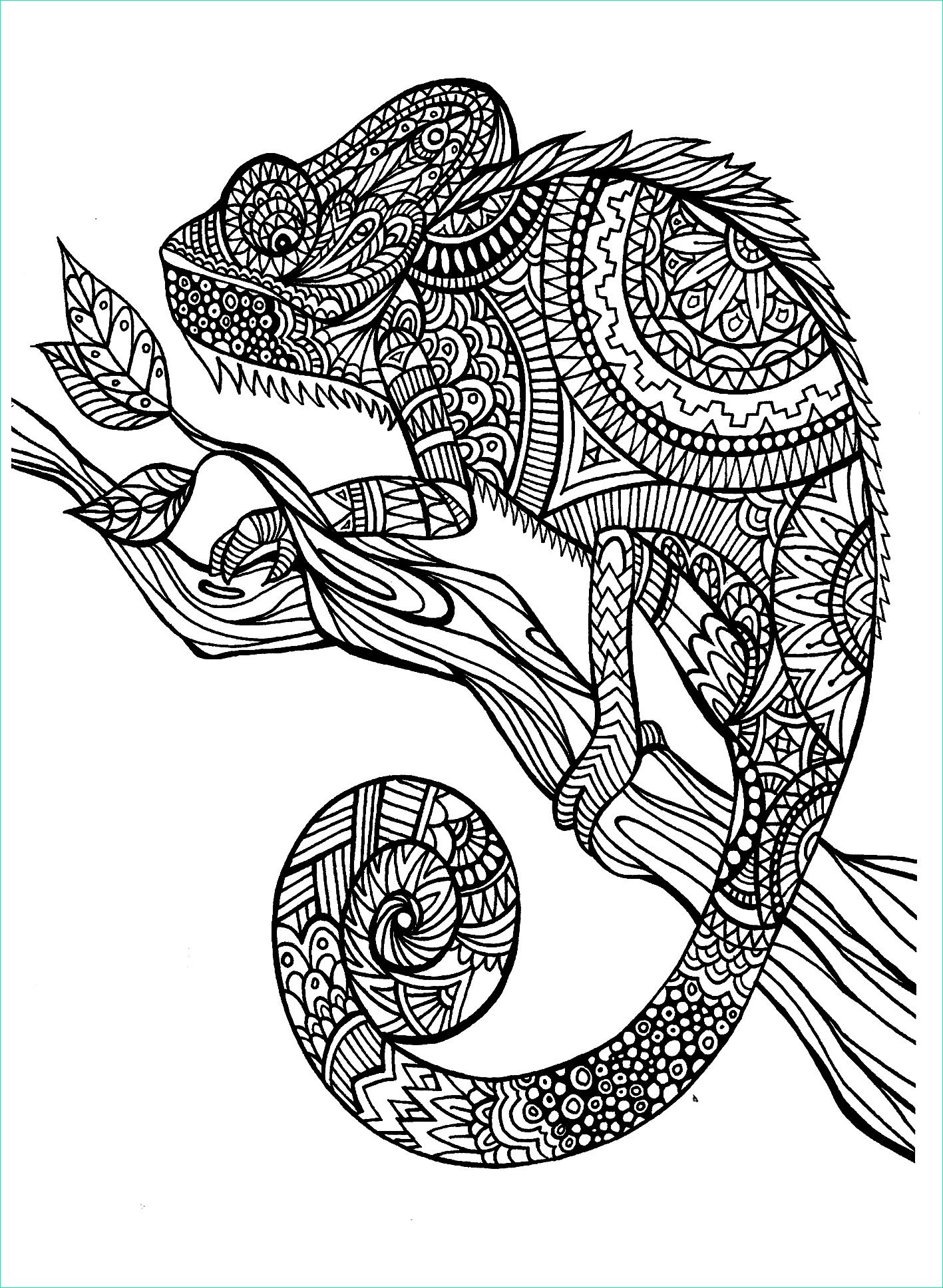 image=chameleons coloring adult cameleon patterns 1