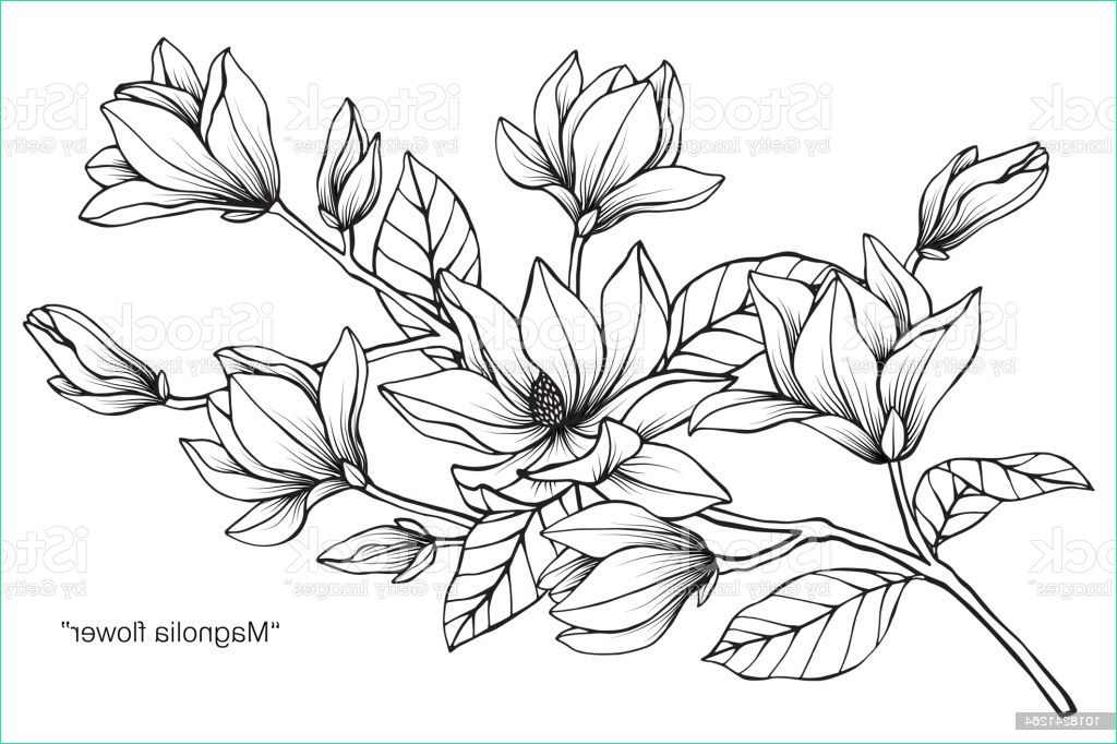 magnolia fleur dessin illustration noir et blanc avec dessins au trait sur fond gm