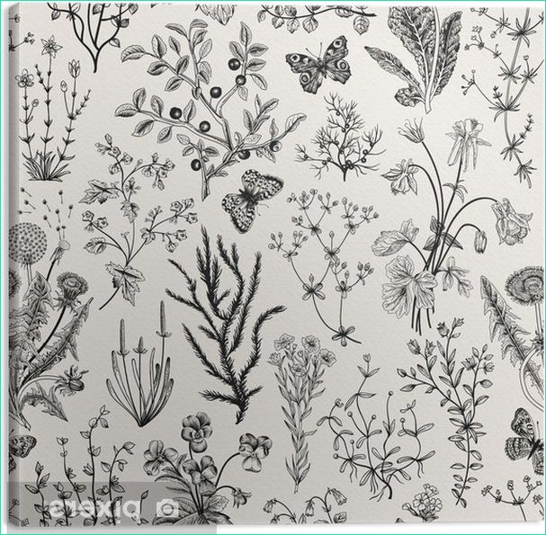 vector vintage motif floral transparent herbes et fleurs sauvages illustration botanique gravure style noir et blanc