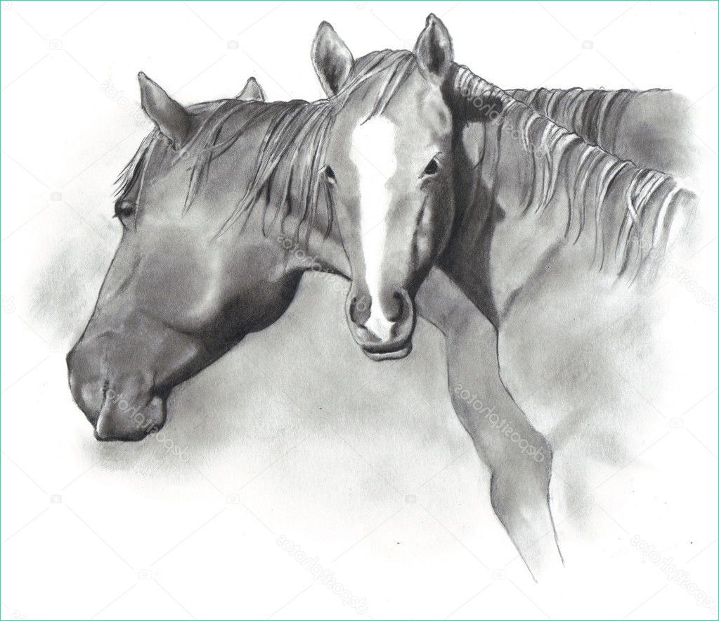 stock photo drawing of horse and foal