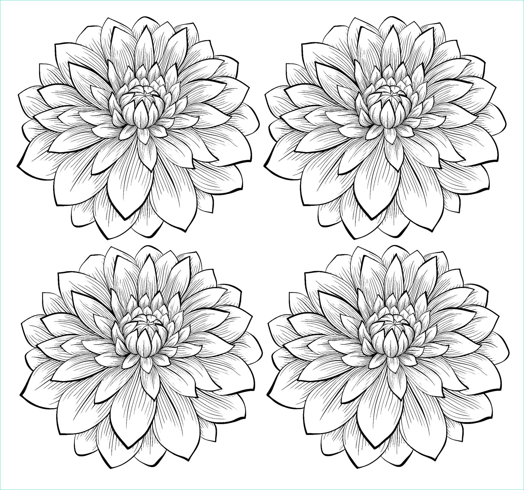 image=fleurs et ve ation coloring adult four dahlia flowers 1