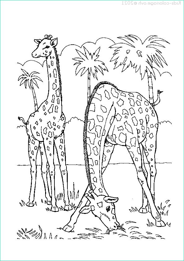 coloriage animaux zoo 50