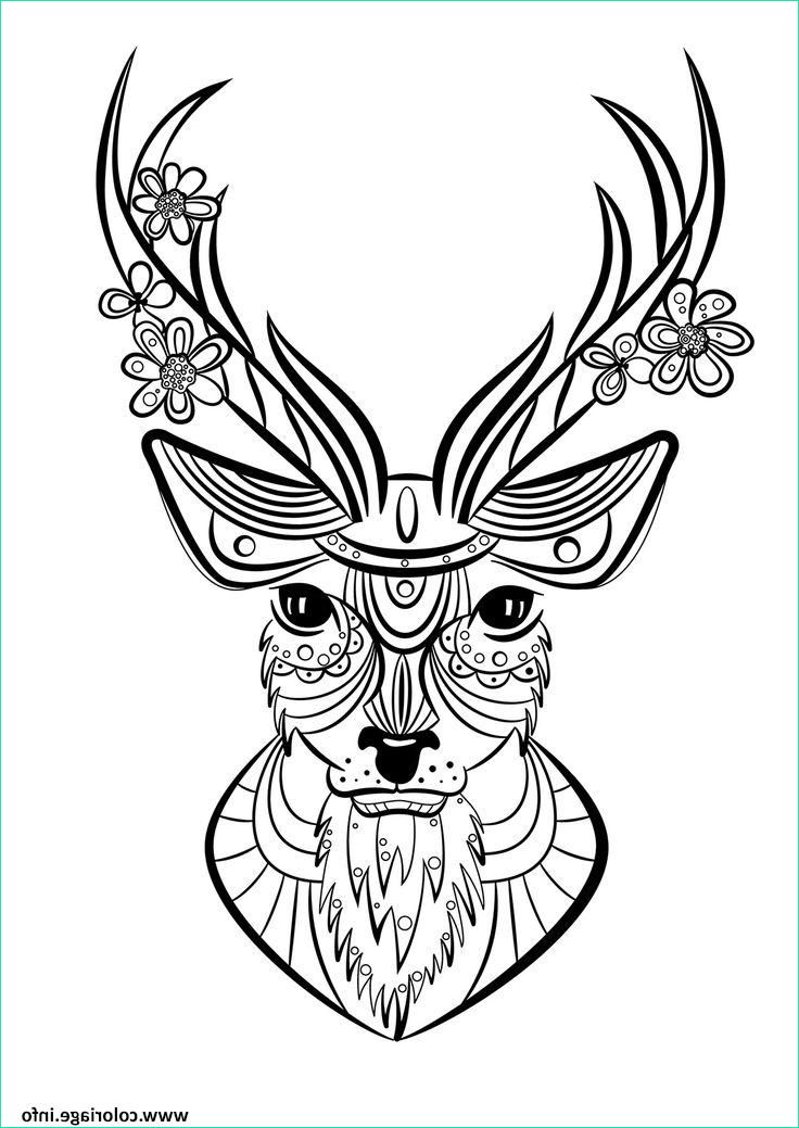 cerf adulte animaux coloriage