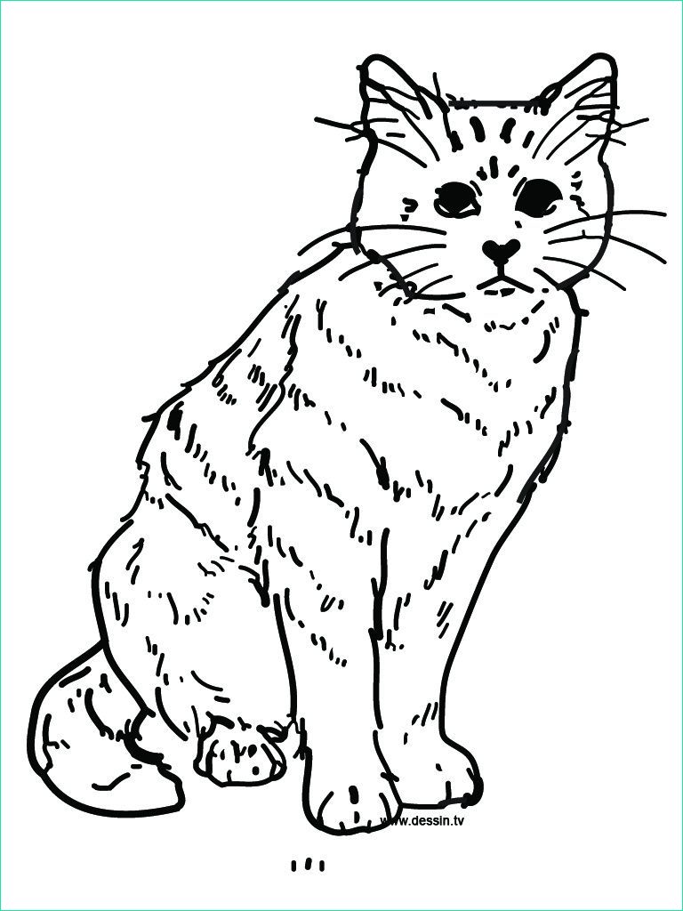 coloriage chat a imprimer cool photos gato para colorear pintar e imprimir