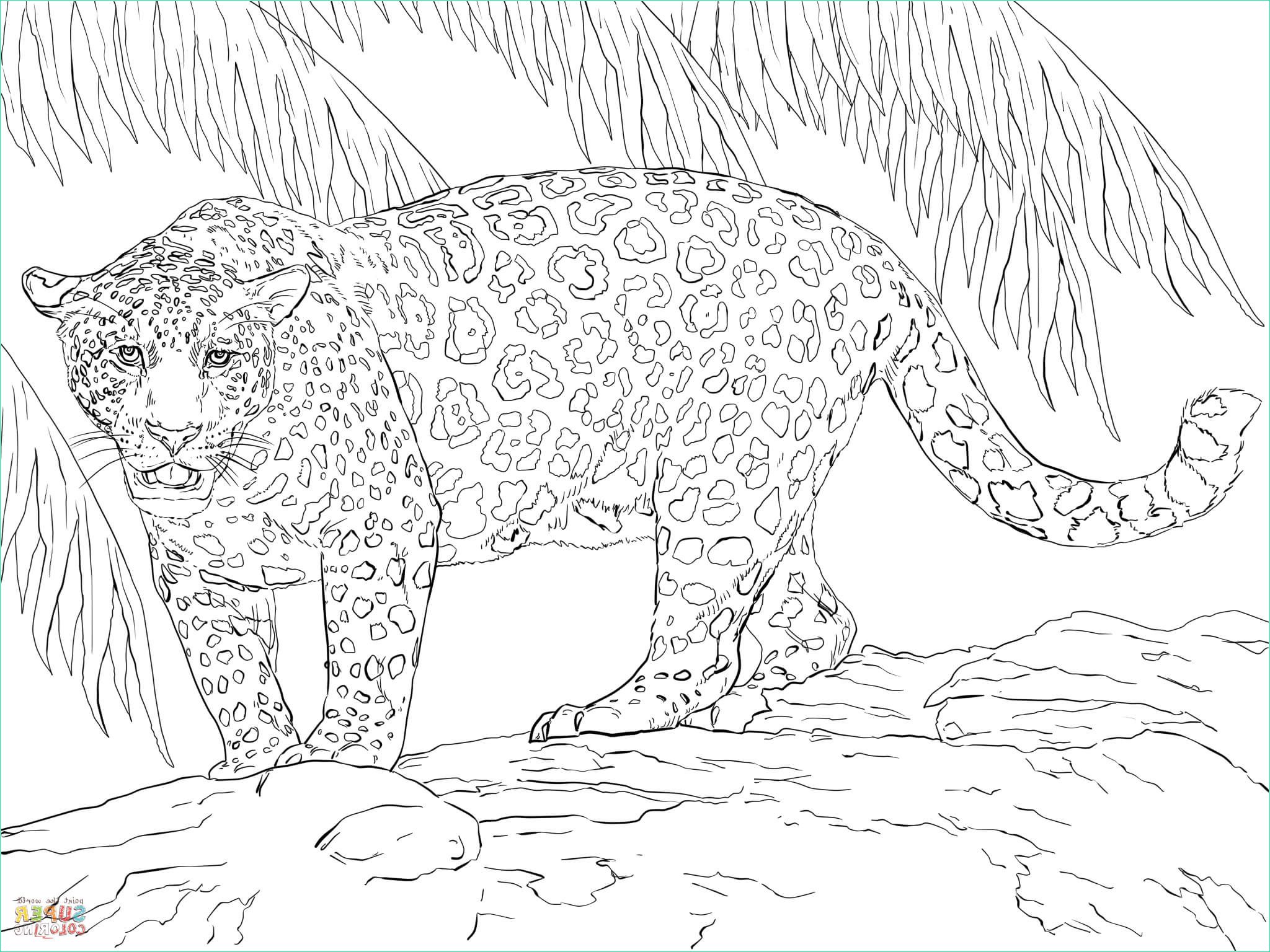 Coloriage Magnifique Unique Collection 15 Élégant Coloriage Magnifique Coloriage
