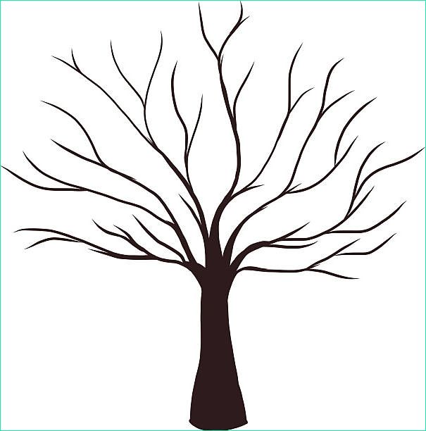 dessin arbre sans feuille elegant photographie arbre sans feuillage vecteurs et illustrations libres de