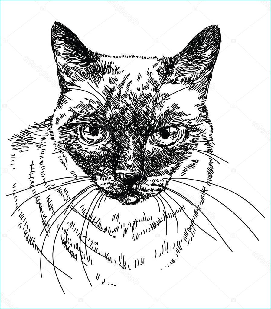 stock illustration cat head vector hand drawing