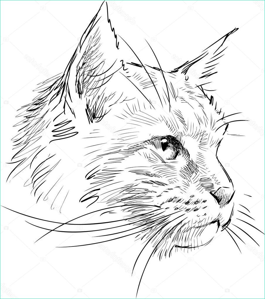 stock illustration sketch of cat head