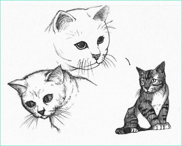 stage de dessin ment dessiner un chat au crayon