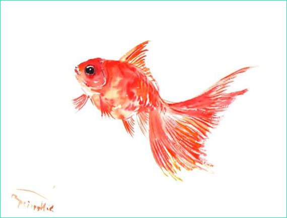 poisson rouge aquarelle originale