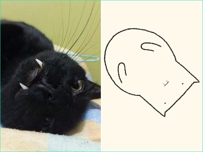 des dessins minimalistes de chats par dailypurrr