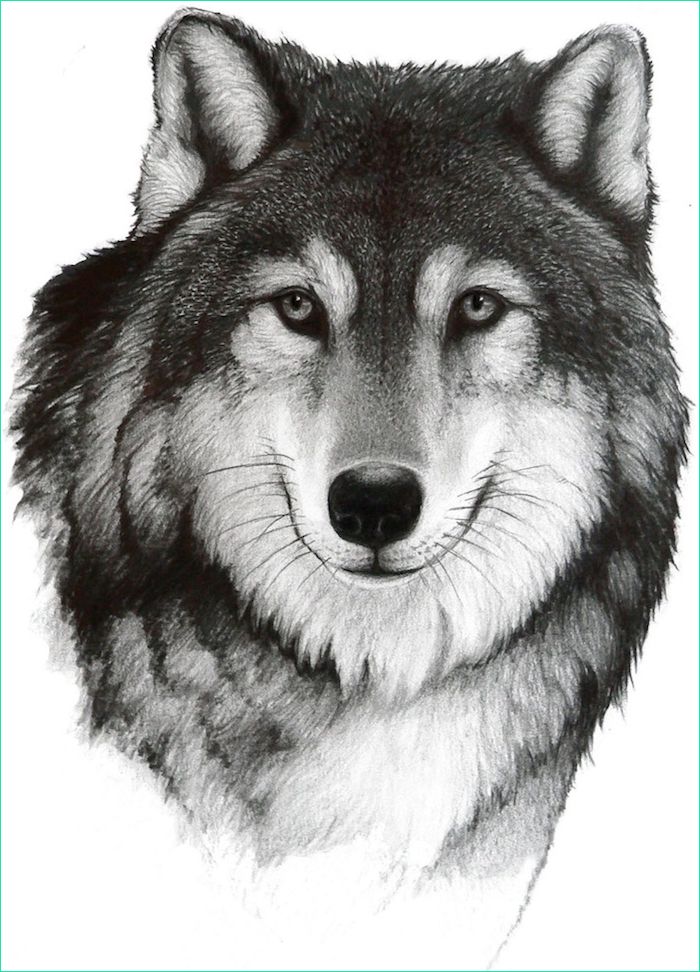astuces dartiste pour apprendre a realiser un dessin de loup soi meme