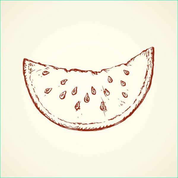 stock illustration watermelon vector drawing