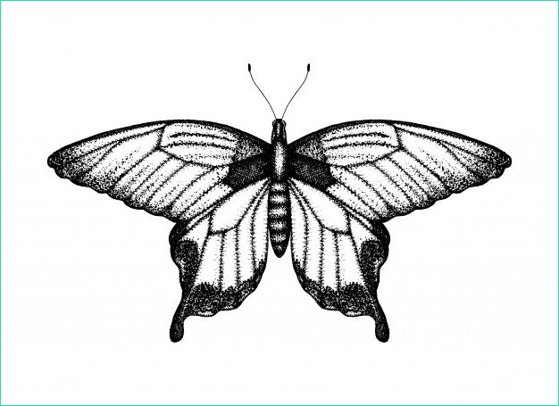 illustration vectorielle noir blanc papillon croquis insectes dessines main dessin graphique detaille aile oiseau dans style vintage