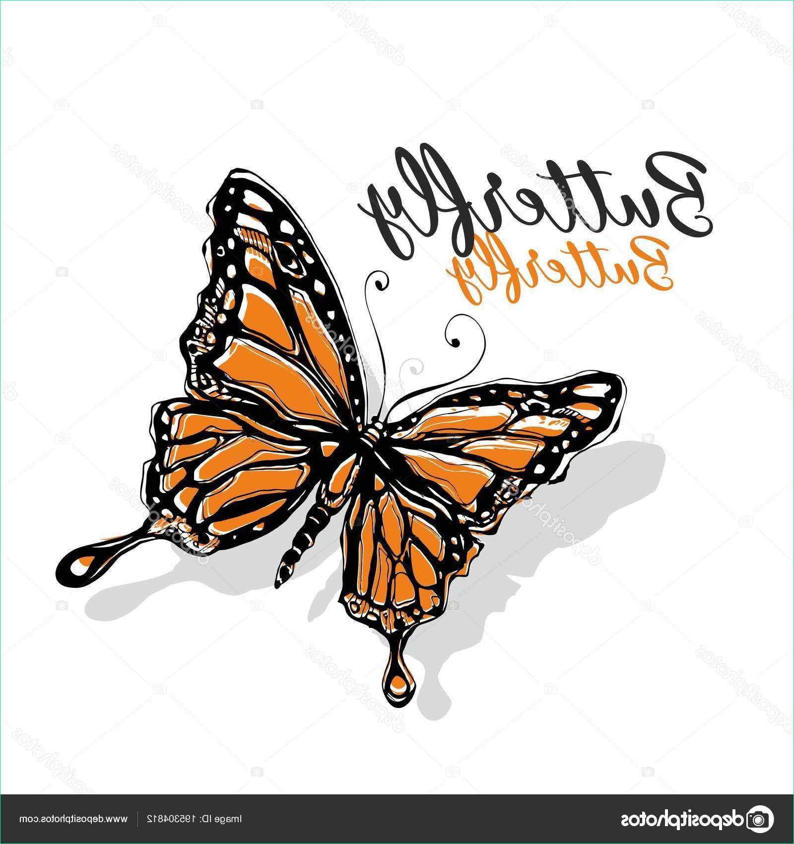 stock illustration butterfly naturalistic drawing sketch orange
