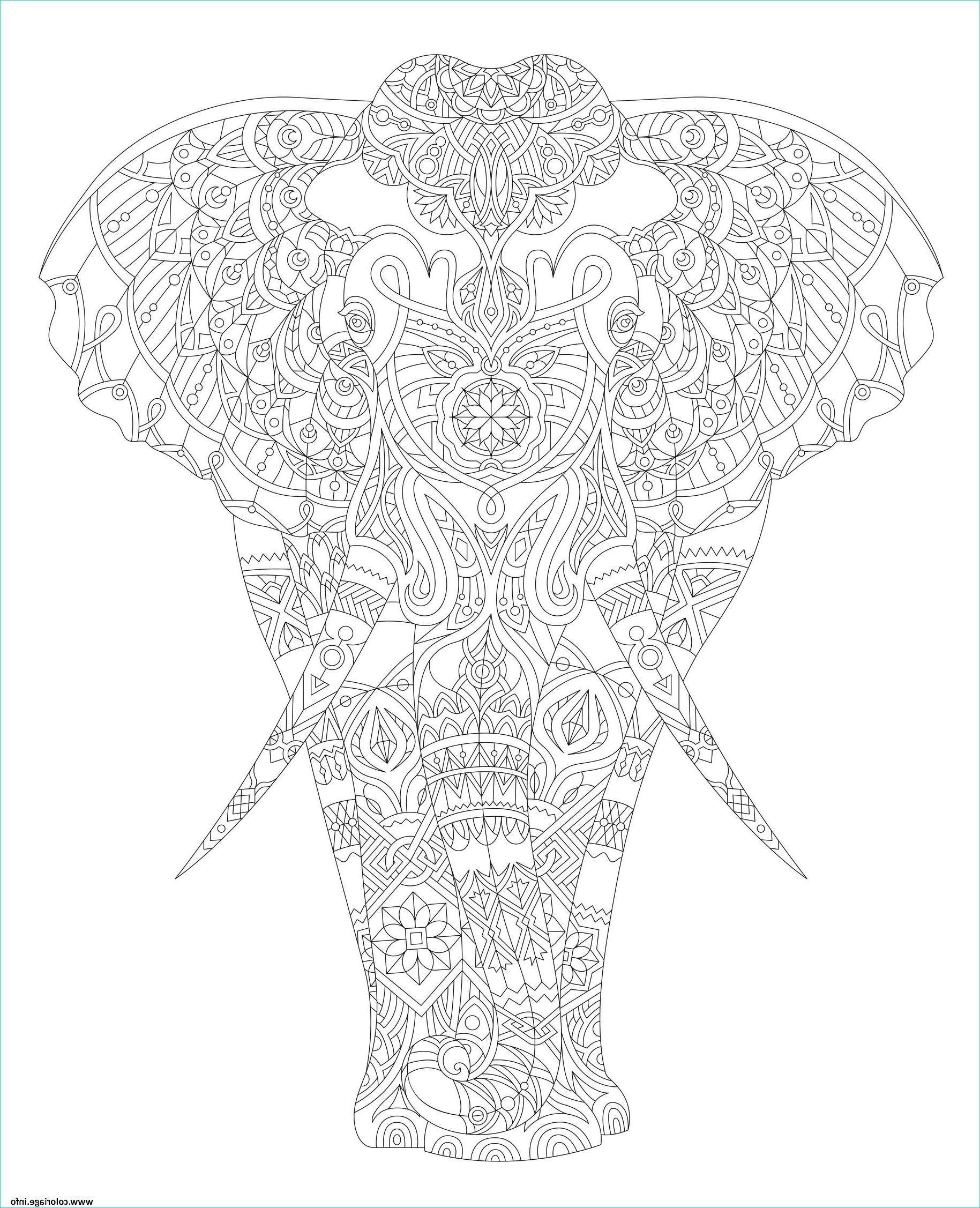 elephant adulte animal zentangle coloriage