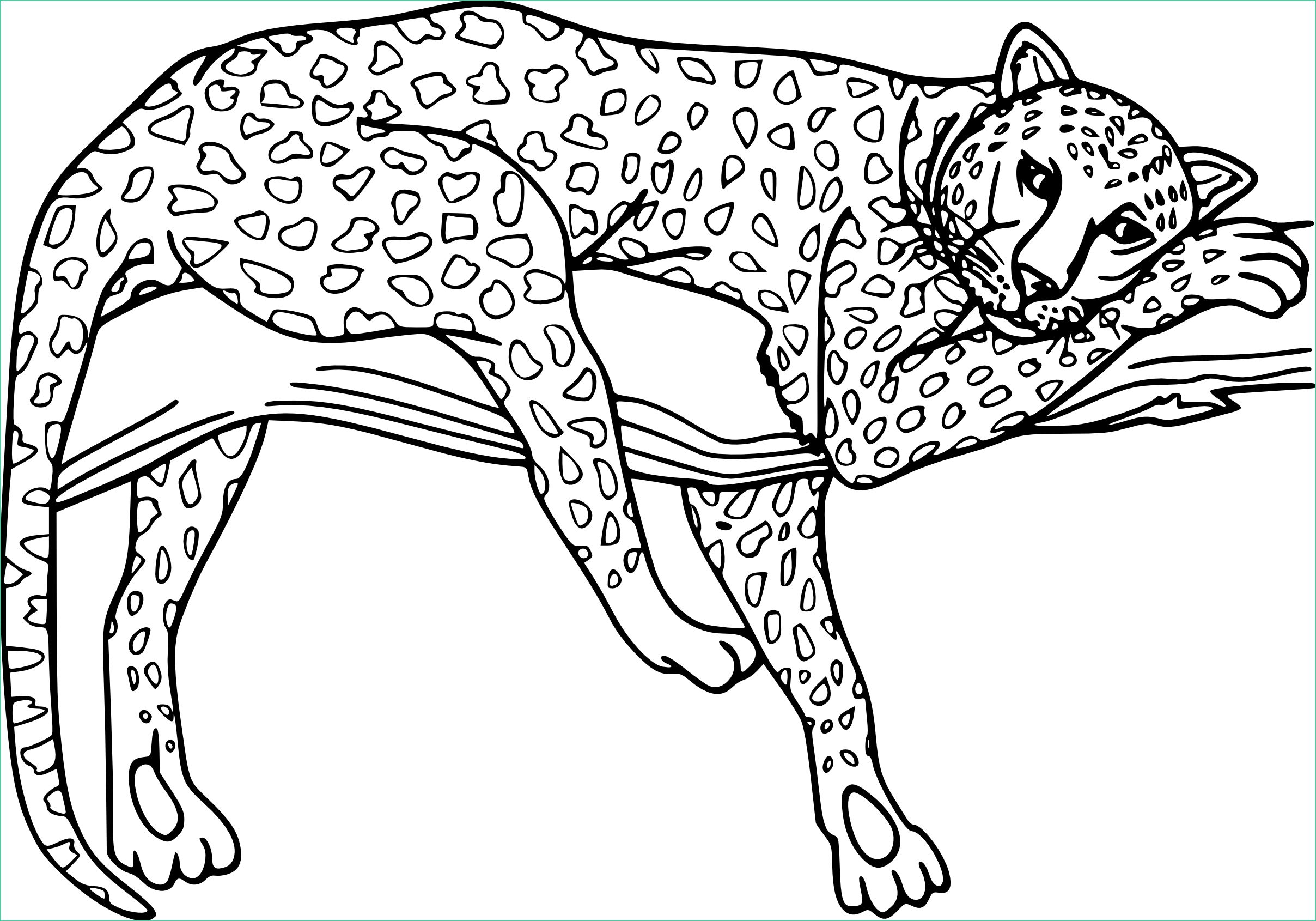 coloriage guepard et dessin