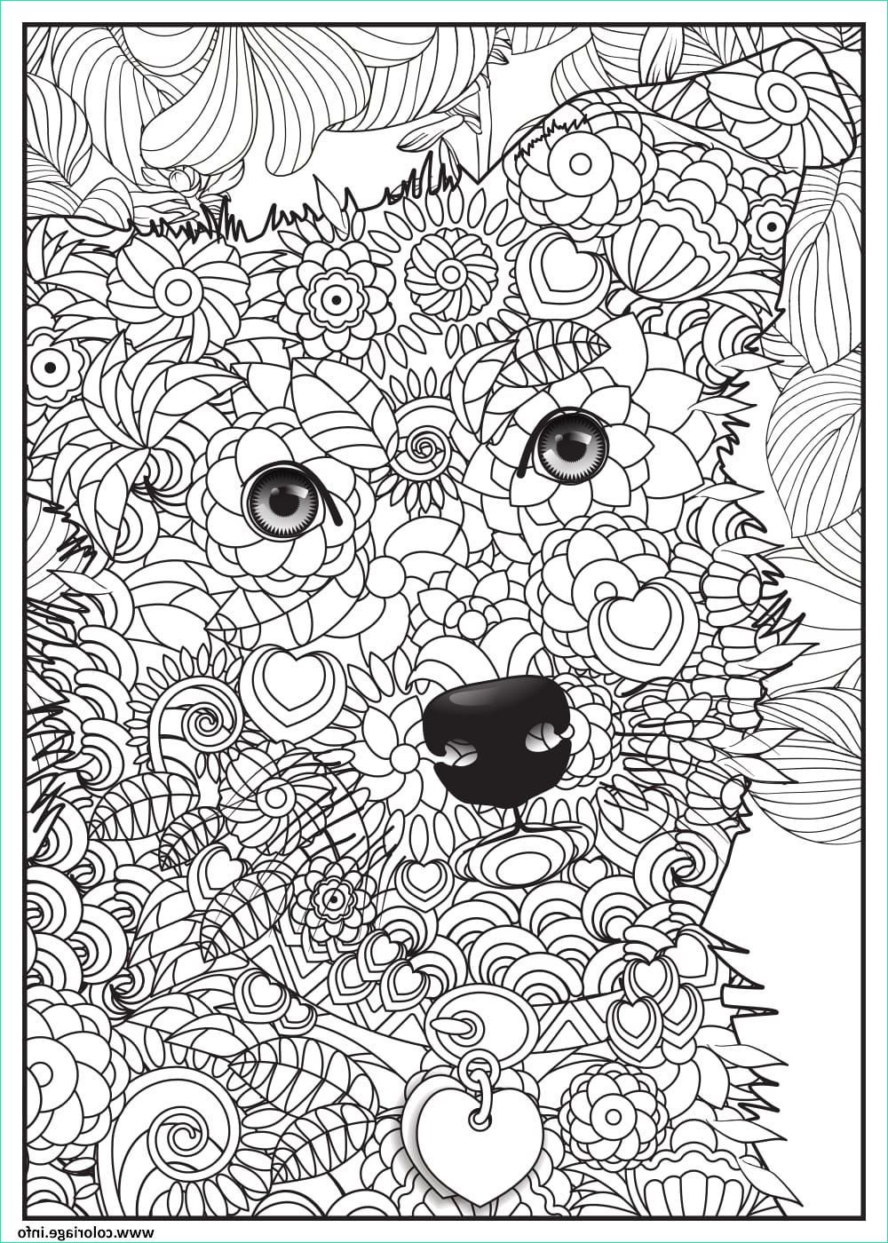 coloriage chien border collie adulte animaux dessin a imprimer concernant animaux a dessiner imprimer