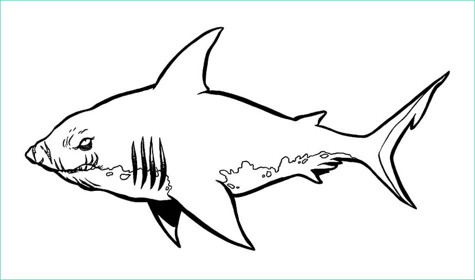 image=sharks Coloring for kids sharks 1