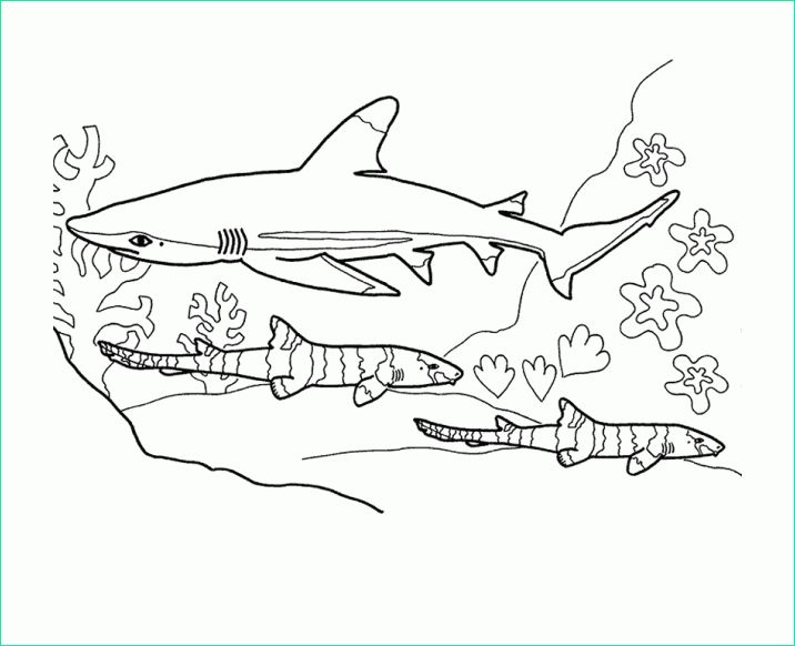 image=sharks Coloring for kids sharks 2
