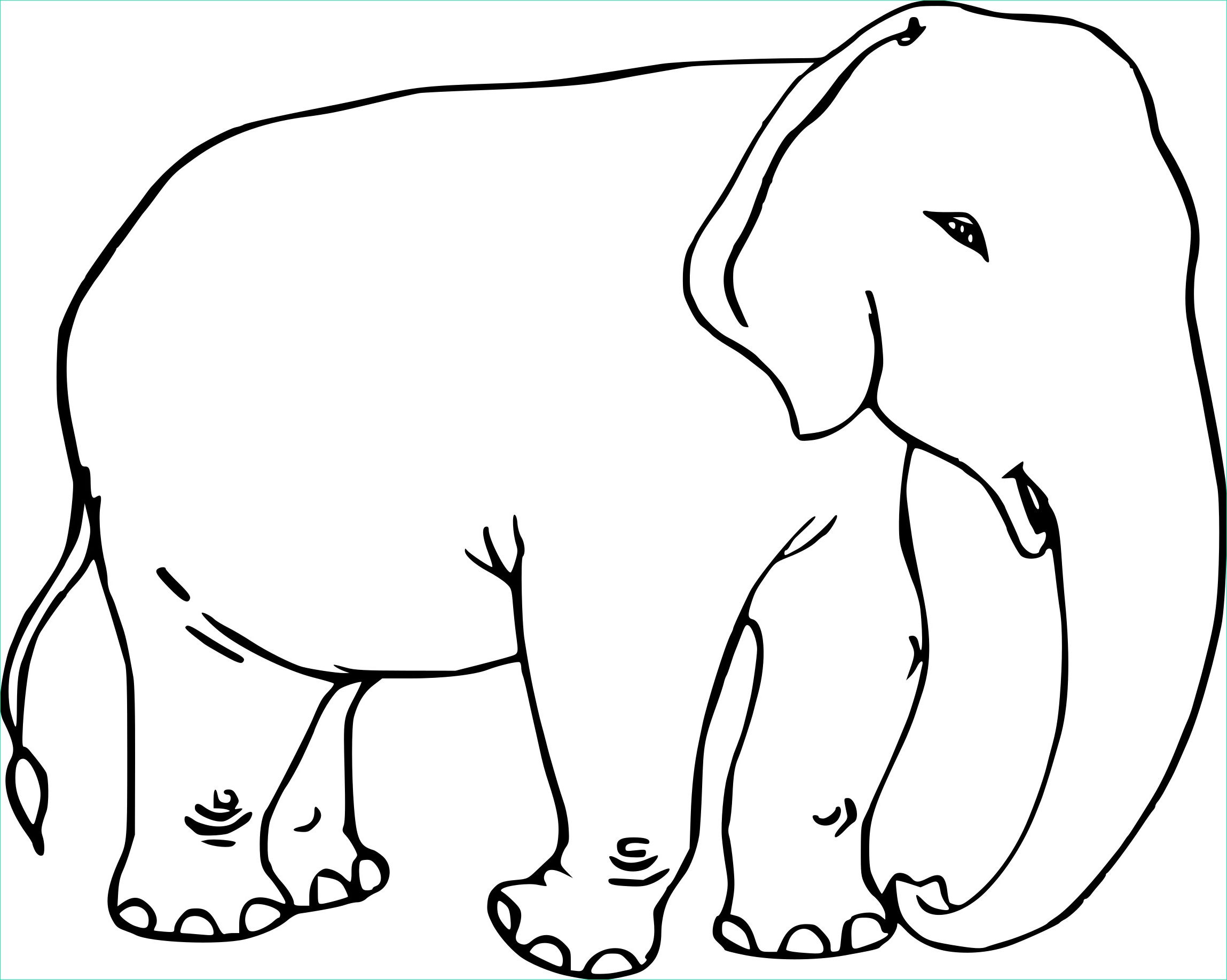 elephant adulte