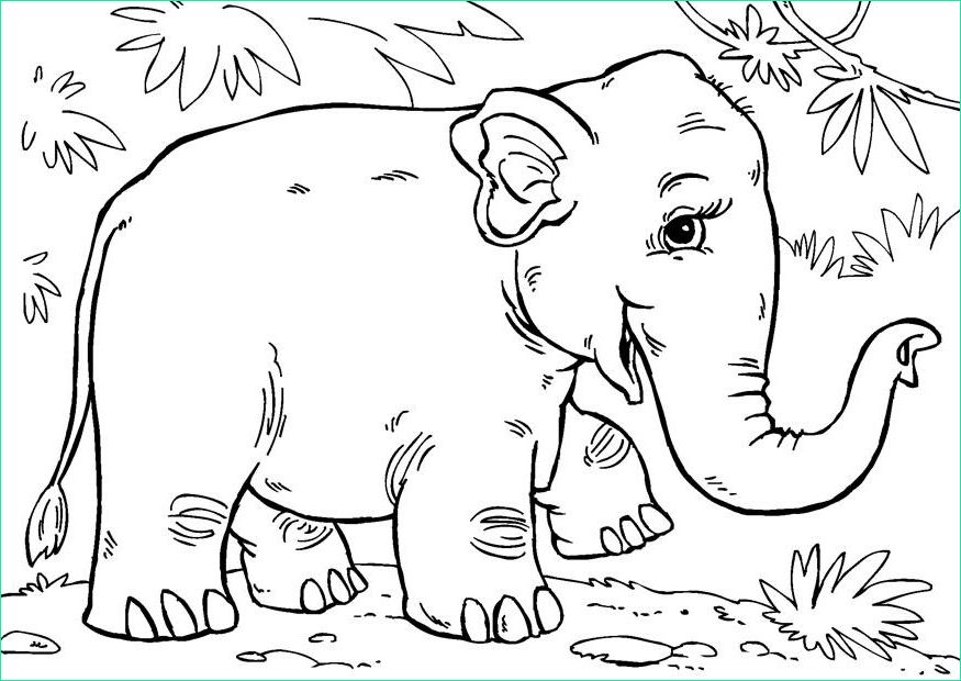coloriage elephant d asie i