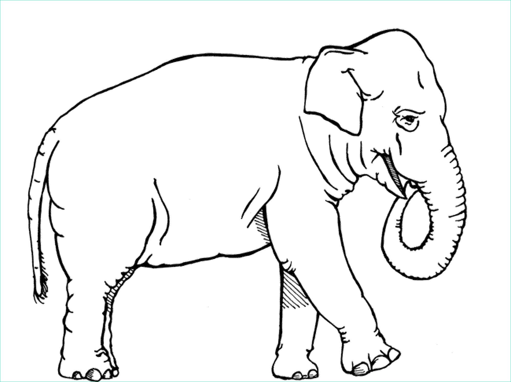 teaching kids elephant coloring pages