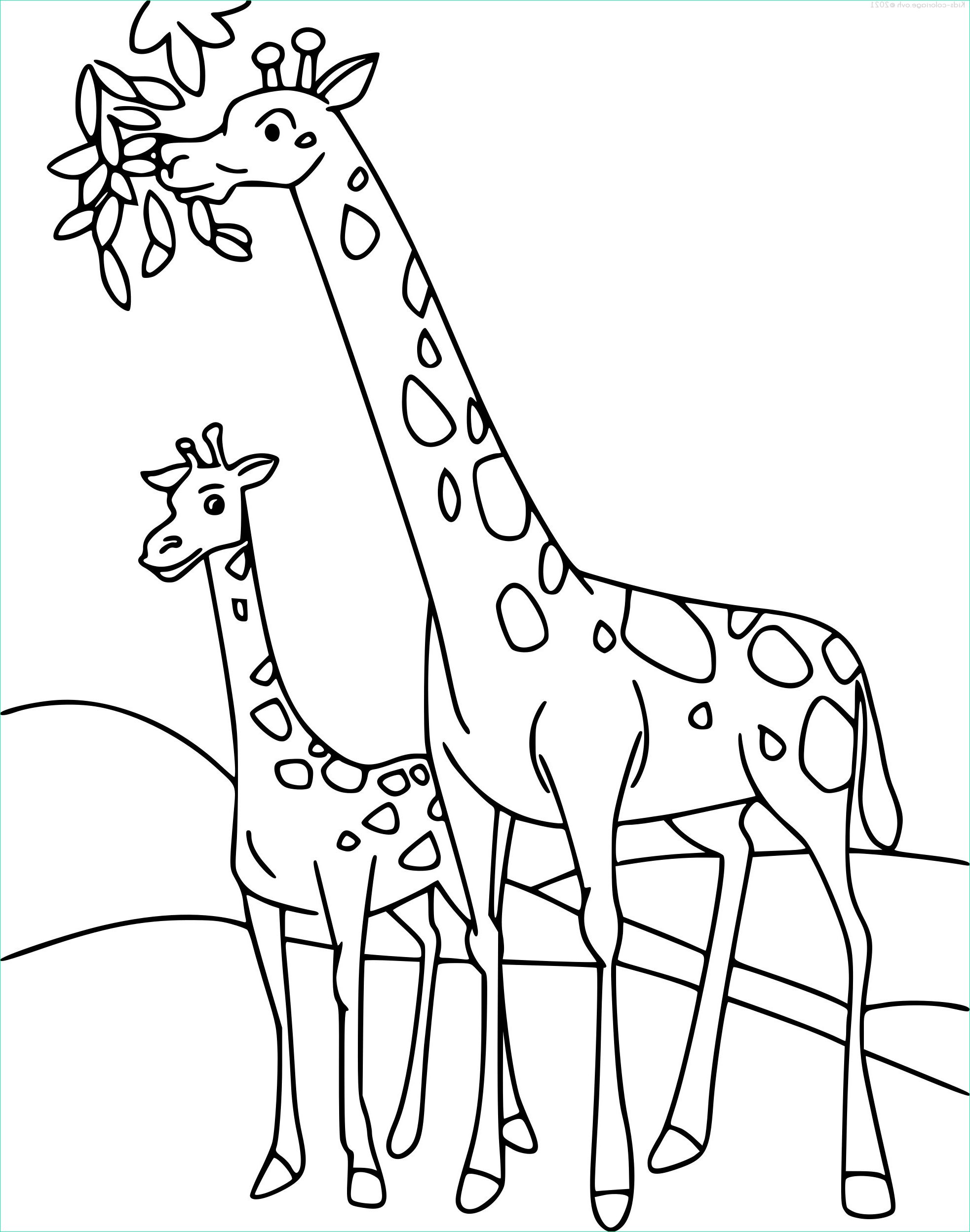 girafe 3