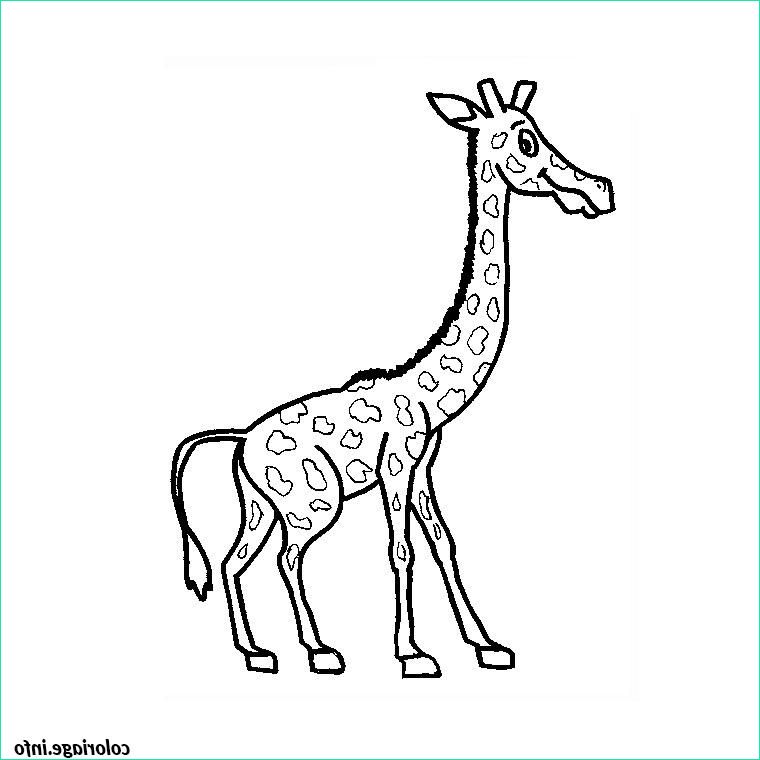 girafe rigolote coloriage