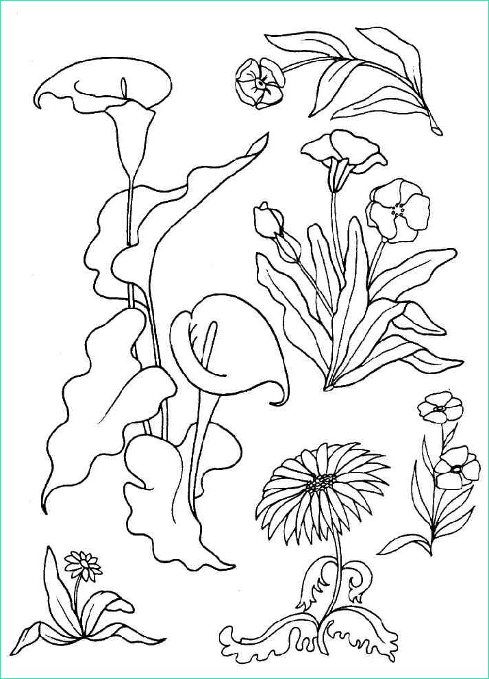coloriage a dessiner plante aquatique