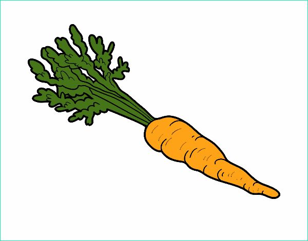 carotte ecologique colorie par