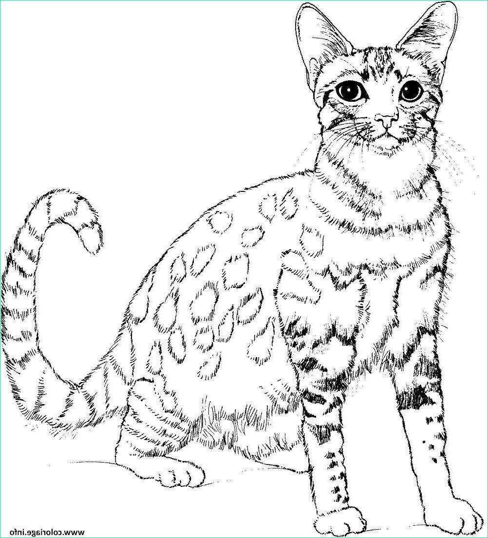 chat realiste coloriage