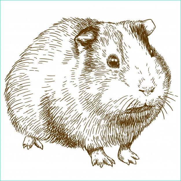 gravure dessin illustration cochon inde