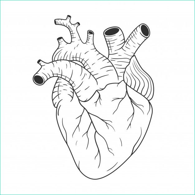 coeur humain anatomiquement correct dessin au trait dessine main vecteur croquis noir blanc