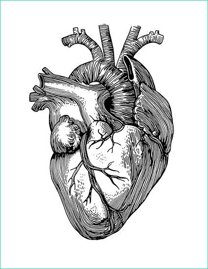coeur anatomique p=poster