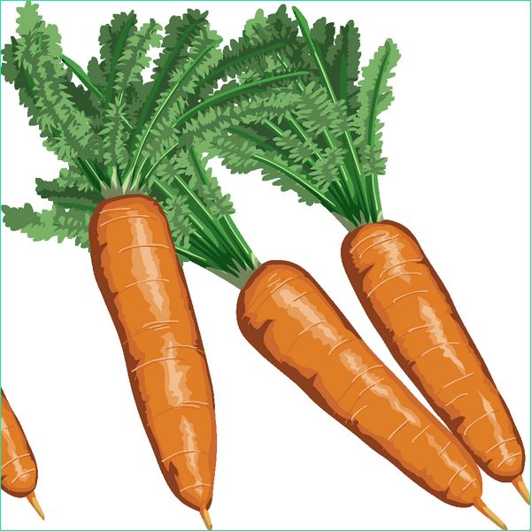 1340 carottes dessin