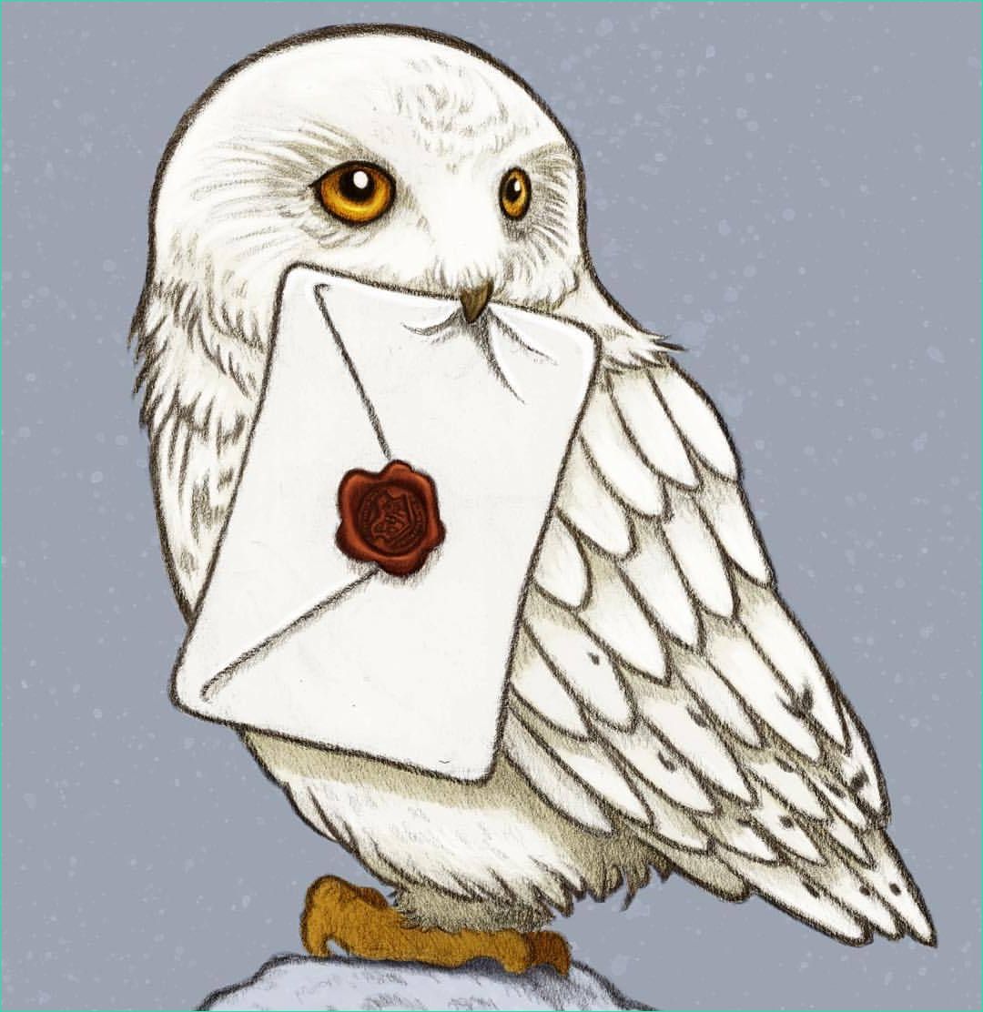 harry potter hedwig drawing