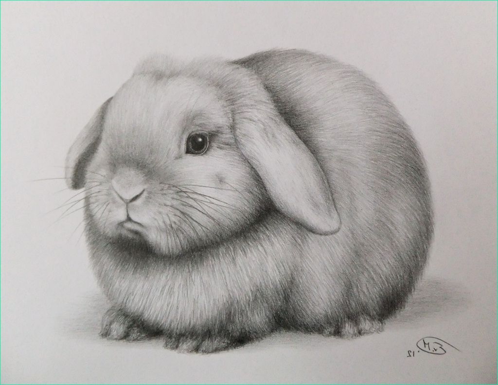 dessin animaux realiste lapin